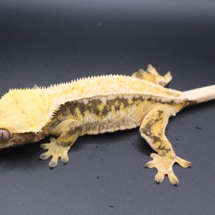 드리피 화이트스팟 노멀