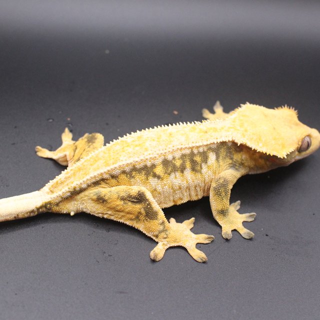 드리피 화이트스팟 노멀