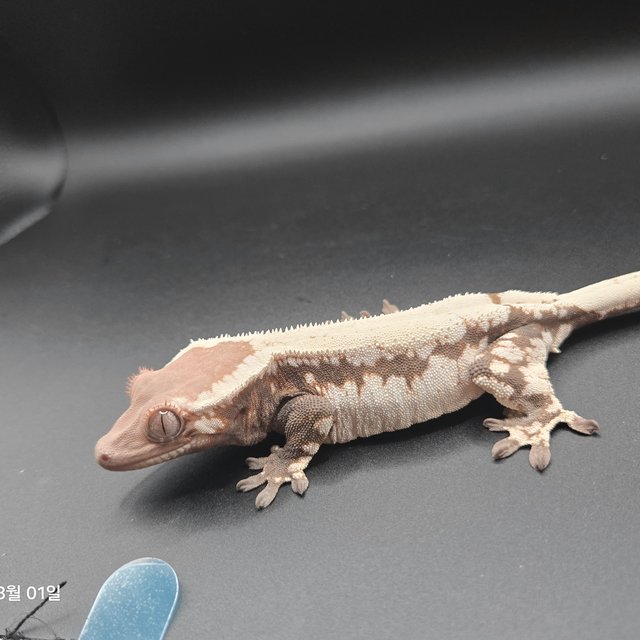 솔리드백 세이블