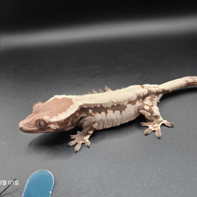 솔리드백 세이블