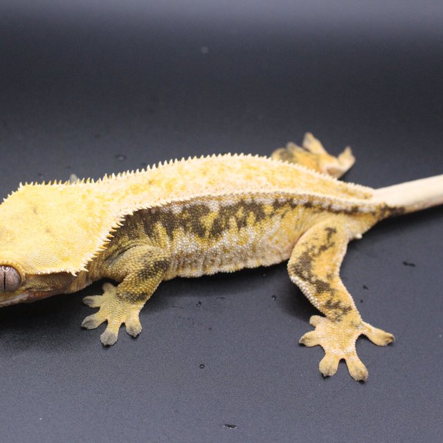 드리피 화이트스팟 노멀