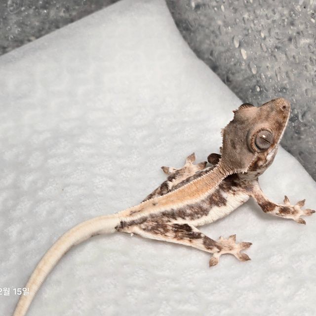 릴리 세이블