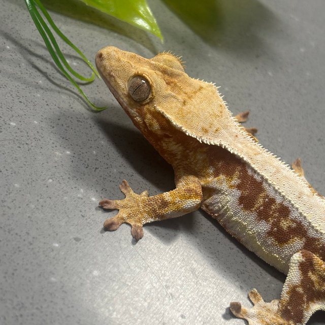 릴리화이트 스트로베리 레드