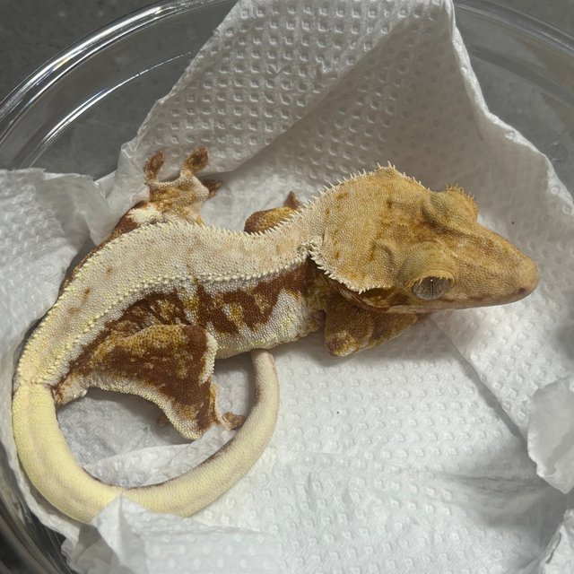 릴리화이트 스트로베리 레드