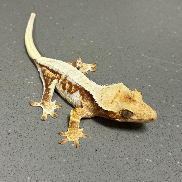 릴리화이트 스트로베리 레드