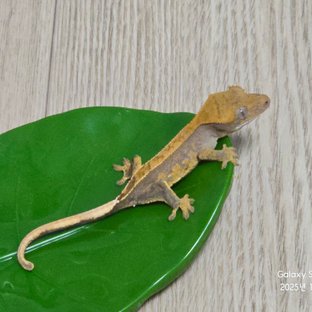 100%헷아잔틱 노멀