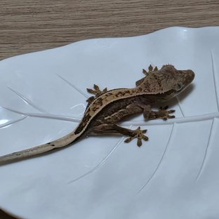 동배