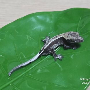 아잔틱