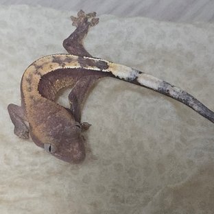 하이포