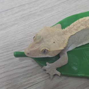 하이포