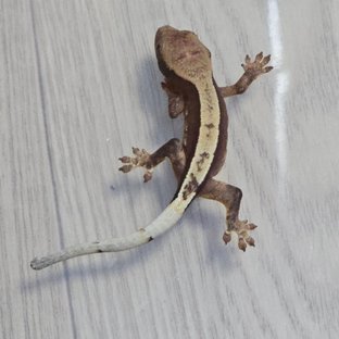 100%헷아잔틱 노멀