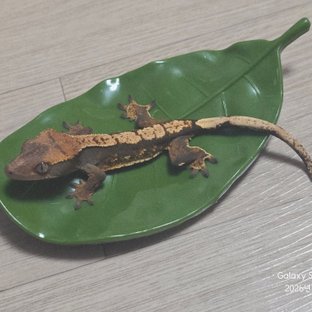 100%헷아잔틱