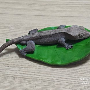 슈퍼 세이블