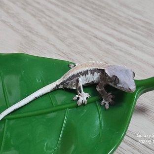 릴리 세이블