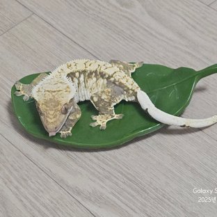 노멀 화이트스팟