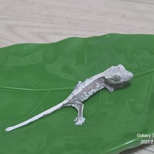 릴잔틱