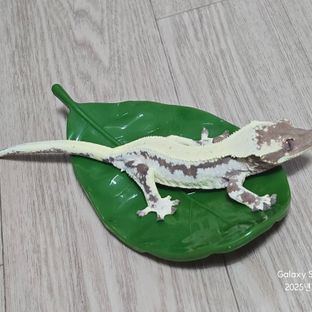 릴리 세이블