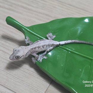루왁 릴리