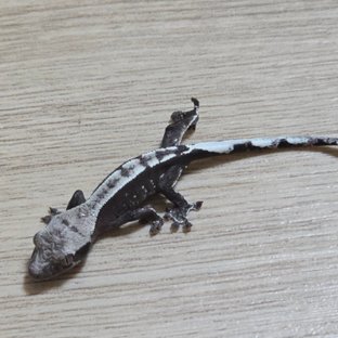 아잔틱 화이트포트홀