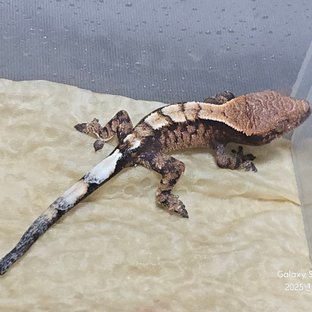 세이블
