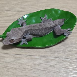 루왁