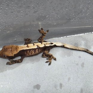 세이블
