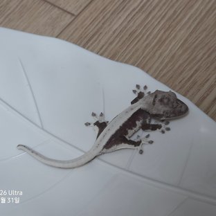 릴잔틱