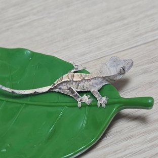 노멀