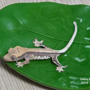 Lilly 100% Het Axanthic