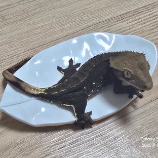 챠콜 화이트포트홀