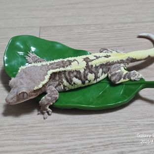 프라푸치노