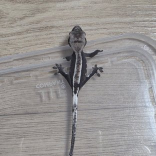 동배