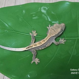 100%헷아잔틱 풀핀