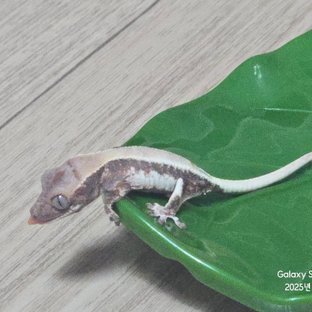 릴리 세이블 솔리드백