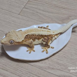 크리쳐베이스출신