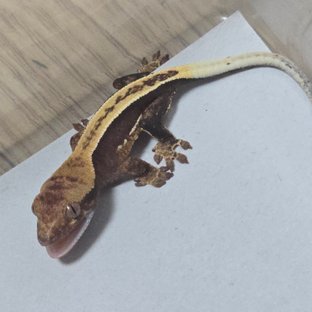 100%헷아잔틱 노멀 풀핀