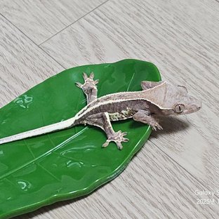 프라푸치노 100%헷아잔틱 팬텀