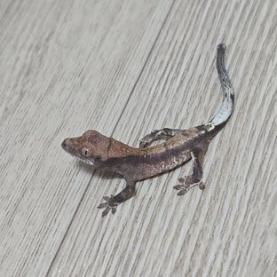 카푸치노 100%헷아잔틱