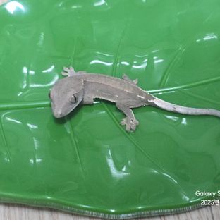 하이포