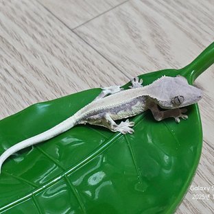 릴리 세이블 솔리드백