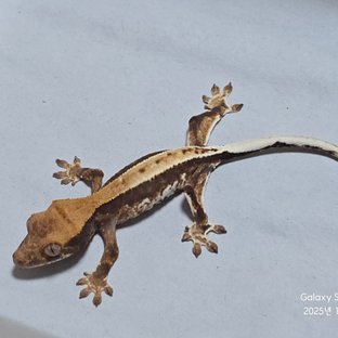 릴리100%헷아잔틱