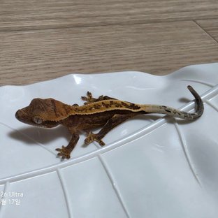 100%헷아잔틱 노멀