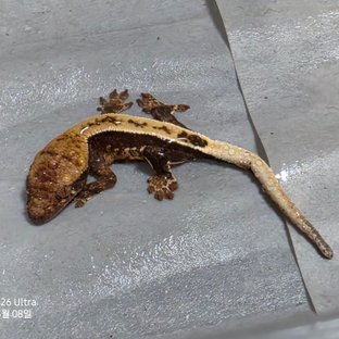 100%헷아잔틱 노멀 풀핀