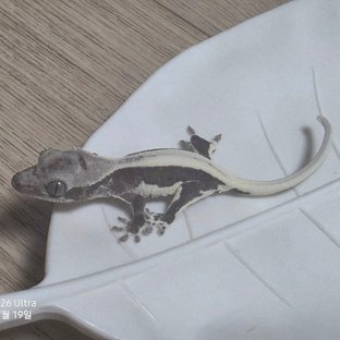 동배
