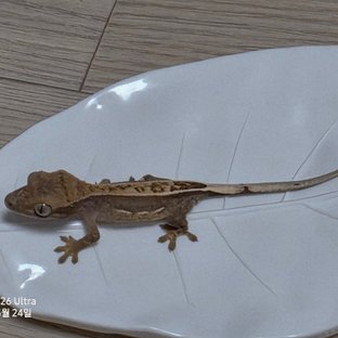 동배