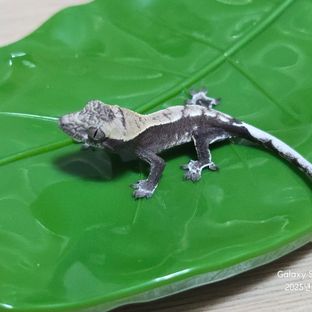 아잔틱