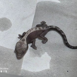 루왁