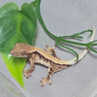 릴리 세이블 솔리드백