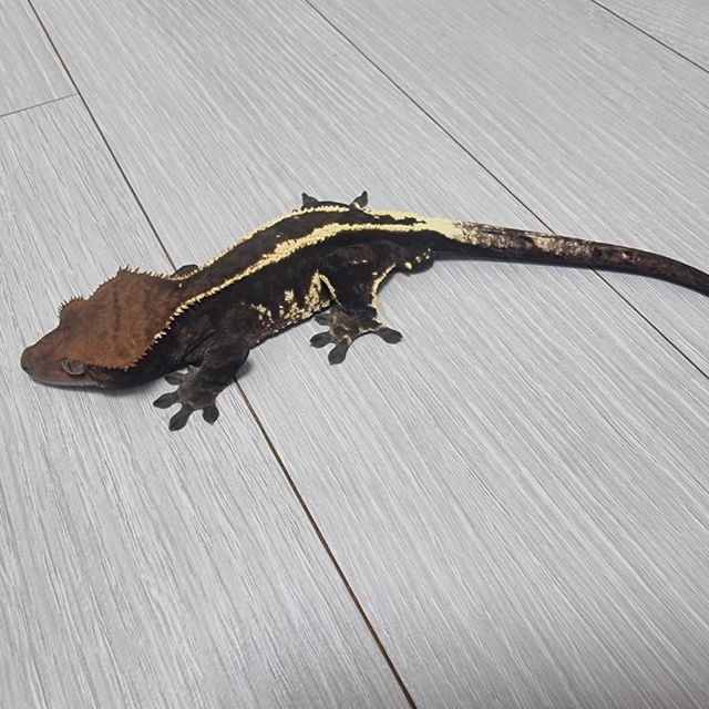 카푸치노 다크