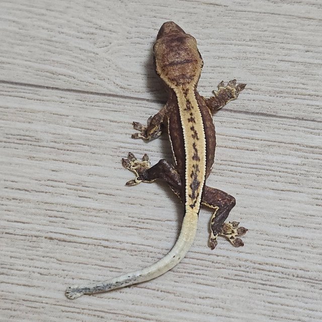 100%헷아잔틱 노멀 풀핀